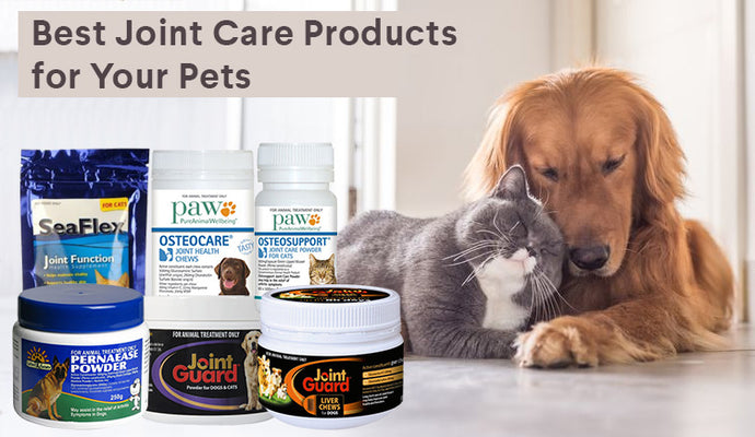 "Paws & Play: Elevate Your Pet's Joy with RadianceReady's Exclusive Pet Products!"