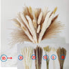 Fluffy Pampas Grass Bouquet Boho Garden Home Decor Natural Real Dried Flowers Nordic Wedding Decoration Party Accessory Props