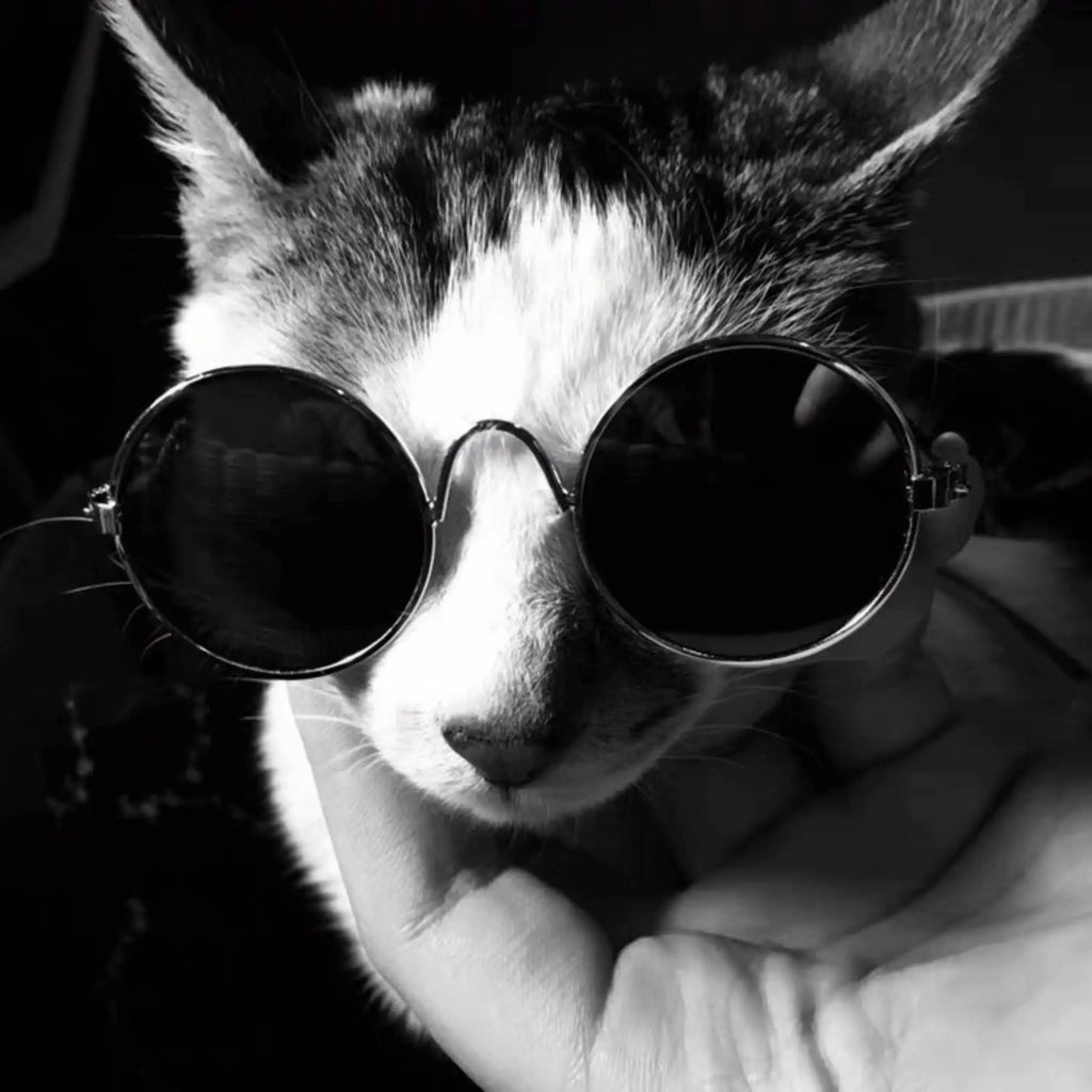 Handsome Pet Cat Glasses Eye-wear Sunglasses For Small Dog Cat Pet Photos Props Accessories Lovely Funny Fashion Glasses