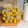 20pcs Golden Ball Real Preserved Natural Dried Flowers For Home Living Room Wedding Party Decoration Yard Garden Decor Accessori